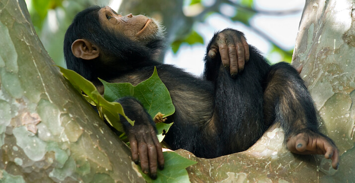 Kleiner Schimpanse liegt, mit den Beinen überschlagen, in der Astgabelung eines Baumes.